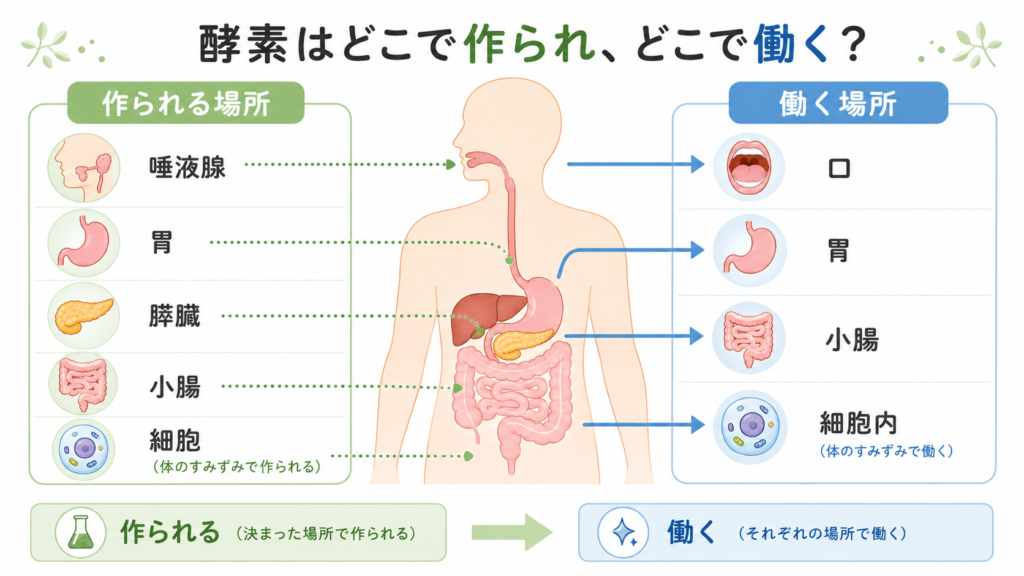 酵素が唾液腺・胃・膵臓・小腸や細胞内で作られ、それぞれの場所で働くことを示す図