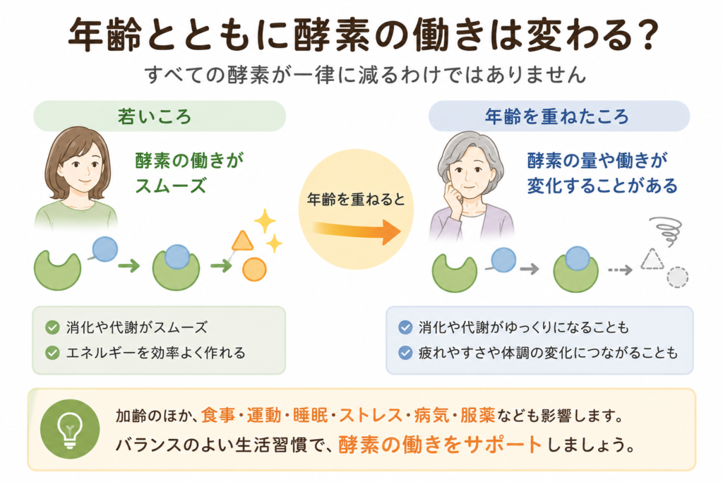 年齢によって酵素の量や働きが異なることを示すイメージ