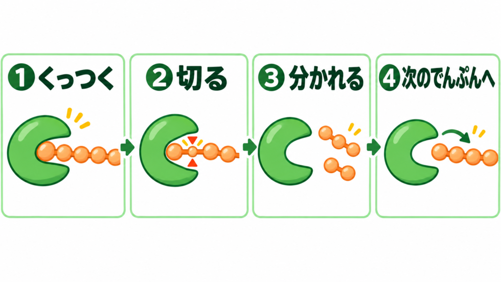 鍵と鍵穴のイラスト4コマ。酵素＝口を開けたような形、相手＝でんぷんの鎖。①くっつく → ②切る → ③分かれる → ④酵素は次のでんぷんへ