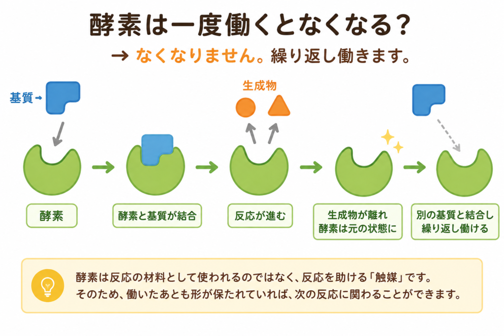 酵素が基質と結合し、反応後も繰り返し働く仕組みを示す図