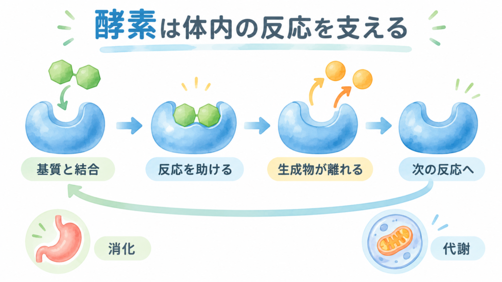 酵素が基質と結合し、反応後に再び働く仕組みを示した図