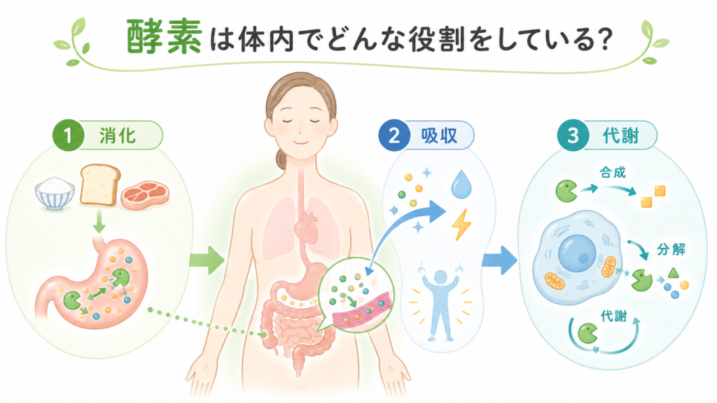素が体内で消化・吸収・代謝に関わる役割を示す図