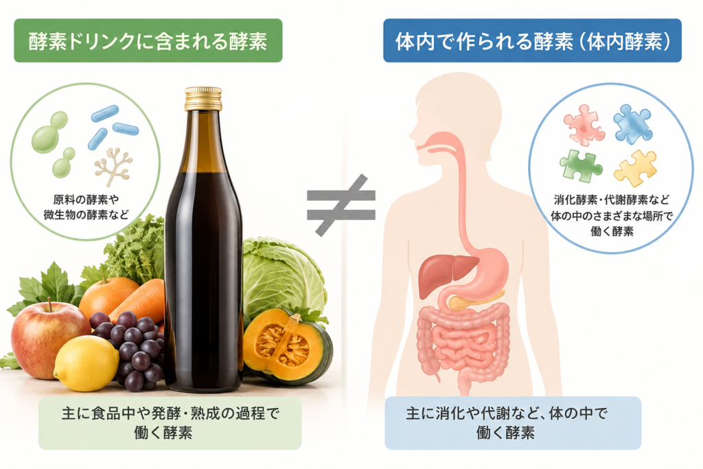 酵素ドリンクに含まれる「酵素」とは?体内酵素との違いをわかりやすく解説 4 酵素のちから 酵素ドリンクに関わる酵素と体内で作られる酵素の違いを示す図