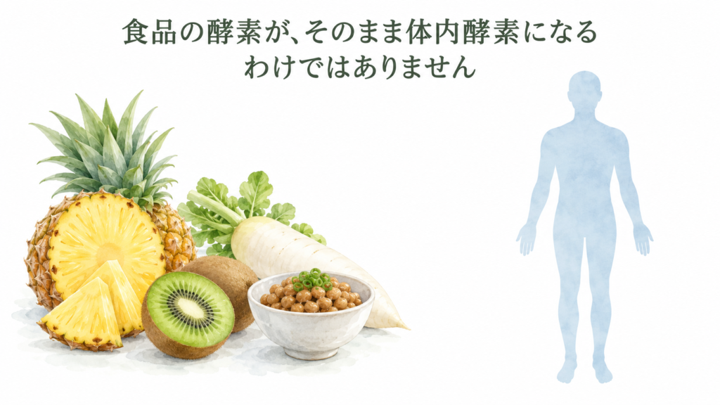 食物酵素とは?体内酵素との違いと食品に含まれる酵素の働きを解説 7 酵素のちから 食品と人体のイメージを並べ、食品の酵素がそのまま体内酵素になるわけではないことを説明する画像