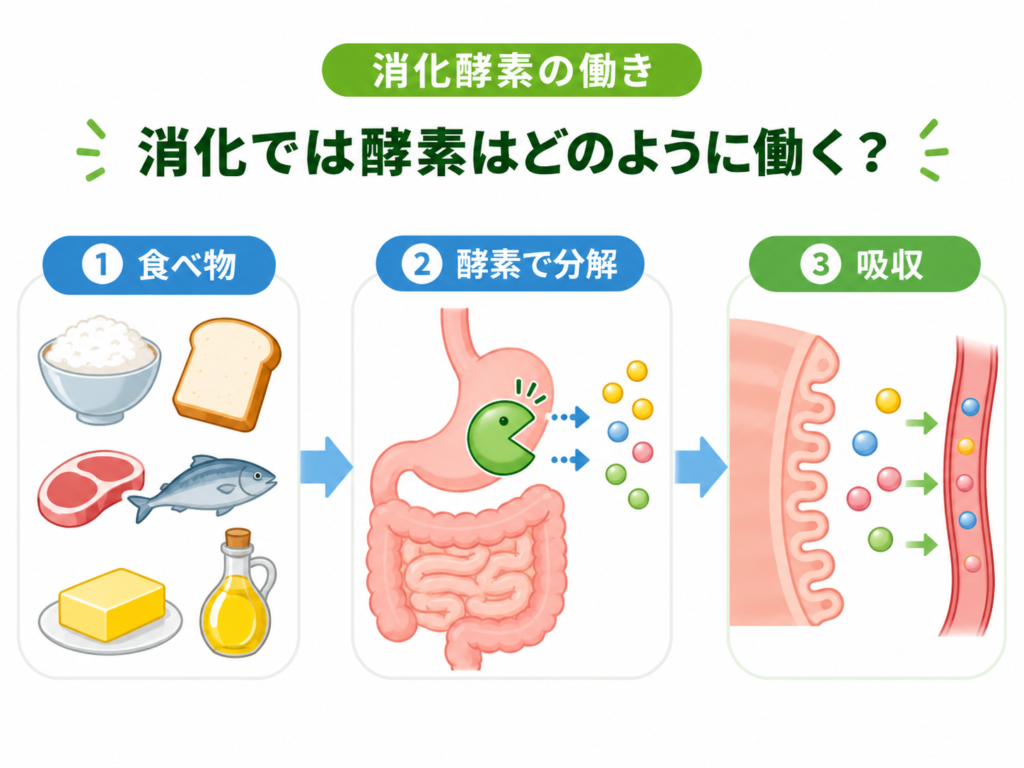 消化酵素が炭水化物・たんぱく質・脂質を小さな成分に分解する仕組みを示す図