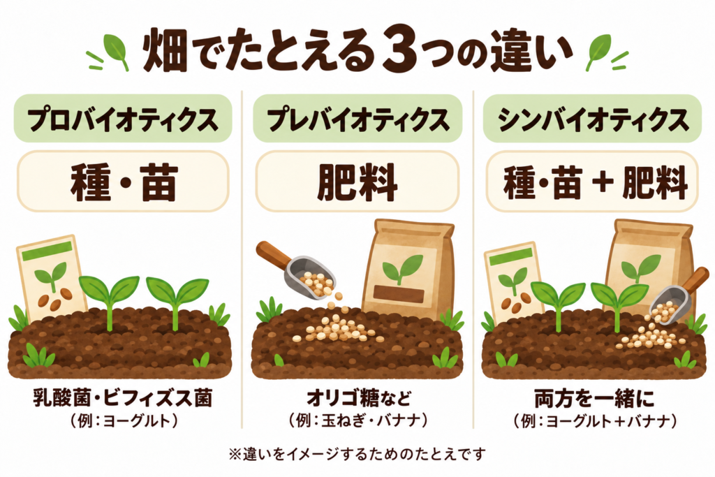 プロバイオティクスとプレバイオティクスの違いとは?食品例と取り入れ方をやさしく解説 2 酵素のちから プロバイオティクス(乳酸菌・ビフィズス菌)を種・苗、プレバイオティクス(オリゴ糖など)を肥料、シンバイオティクスを両方としてたとえた図。例としてヨーグルト、玉ねぎ・バナナ、ヨーグルト+バナナを表示